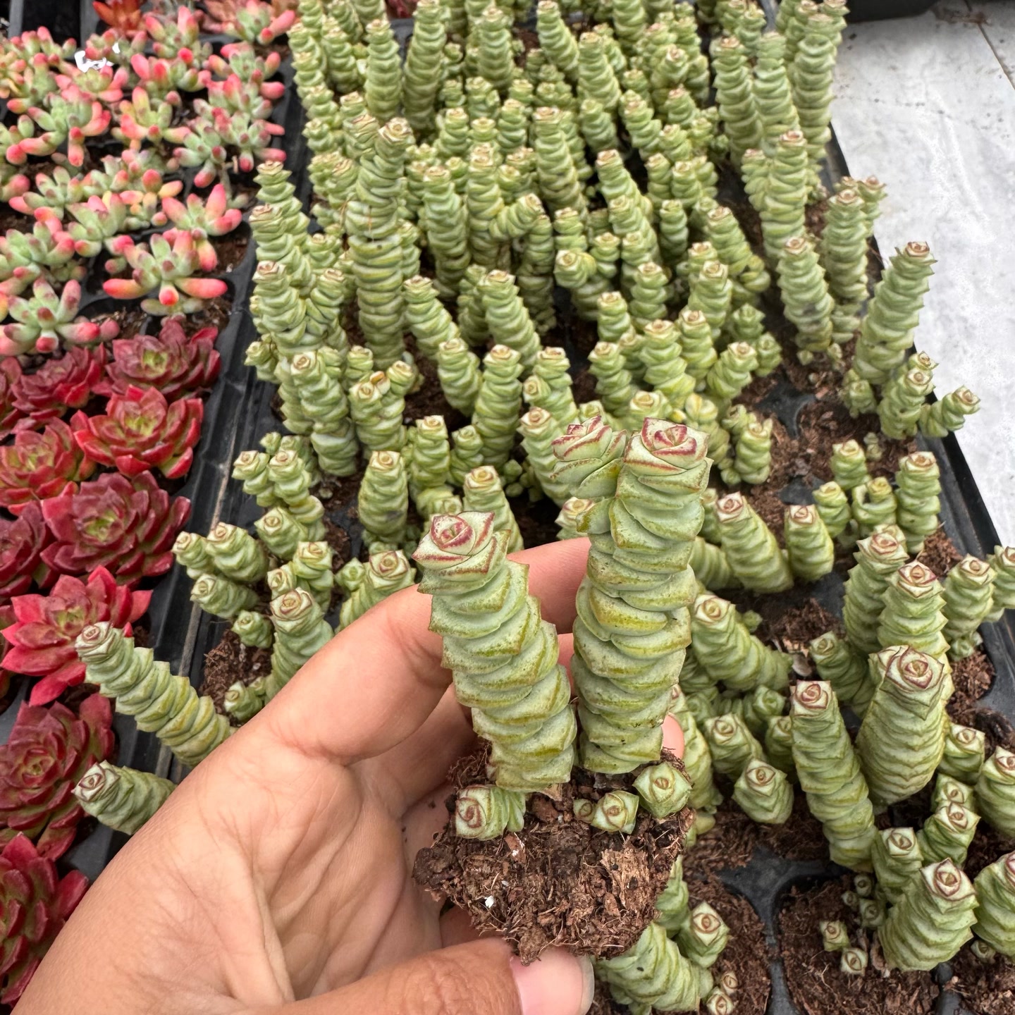 钱串3-4厘米一颗多肉植物十元包邮