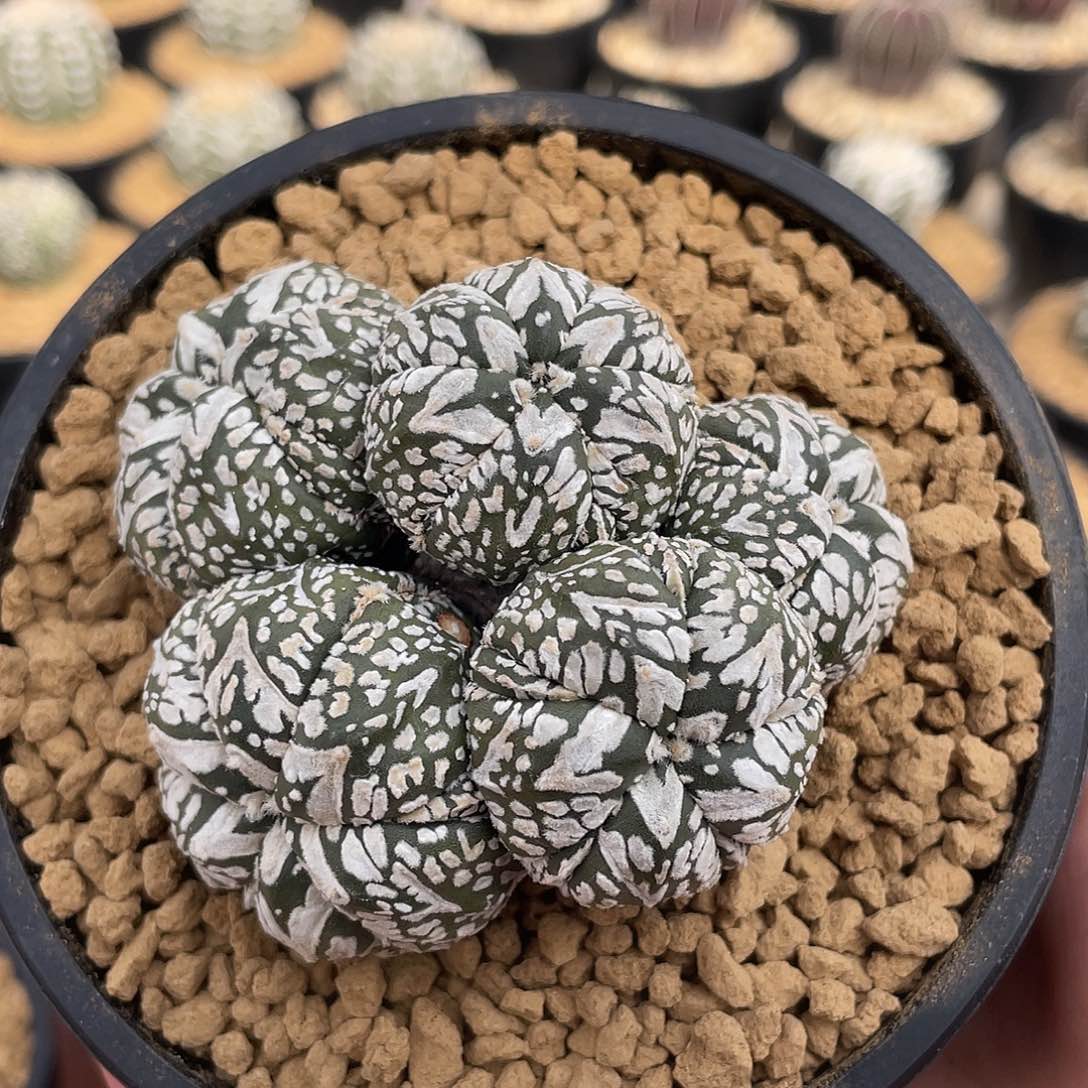 实生五头群生V兜