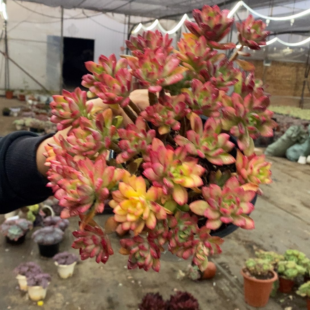 小叮当锦整桩无砍大盆