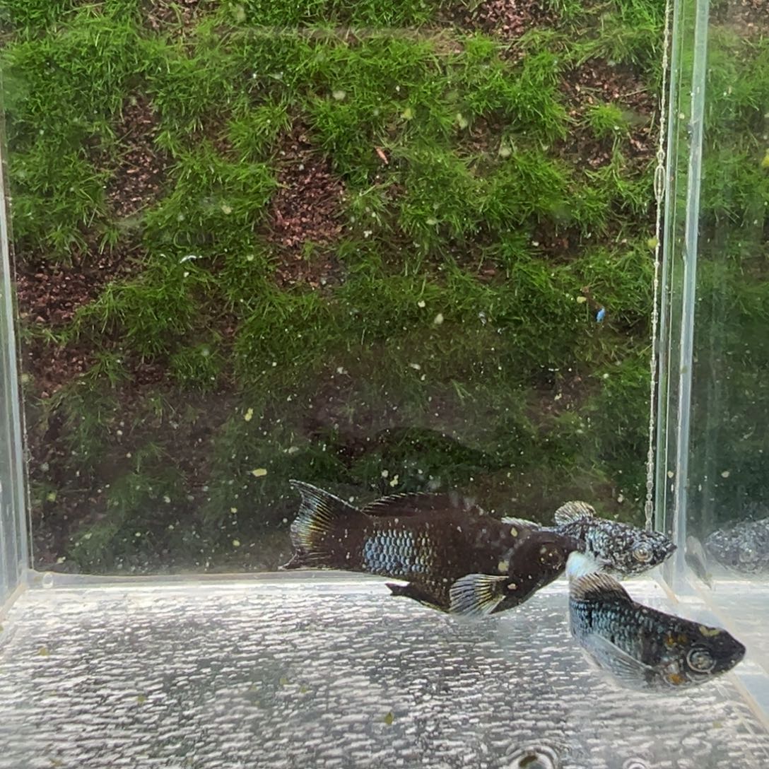 黑玛丽鱼鱼苗3条。   