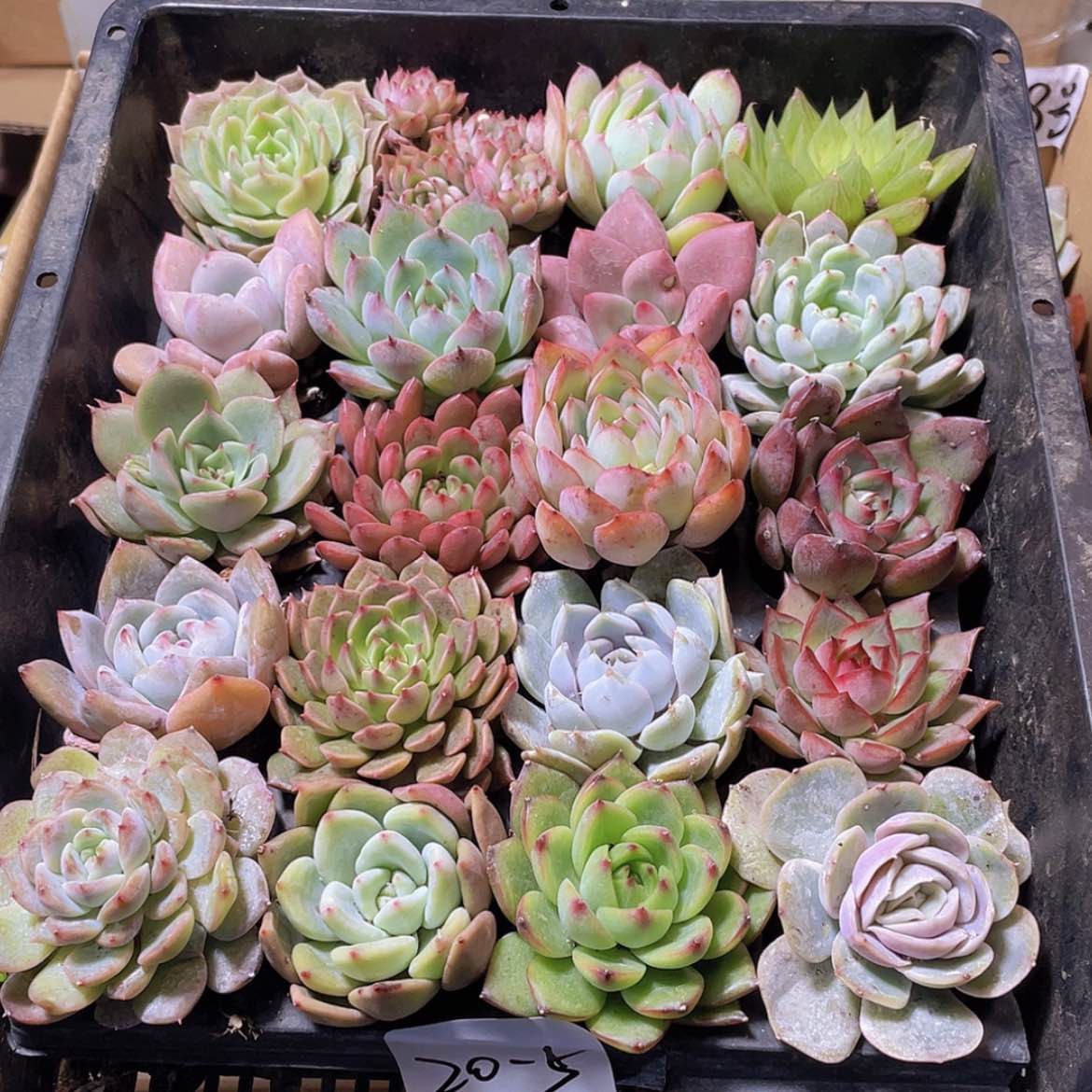 【闪购商品】20颗-5