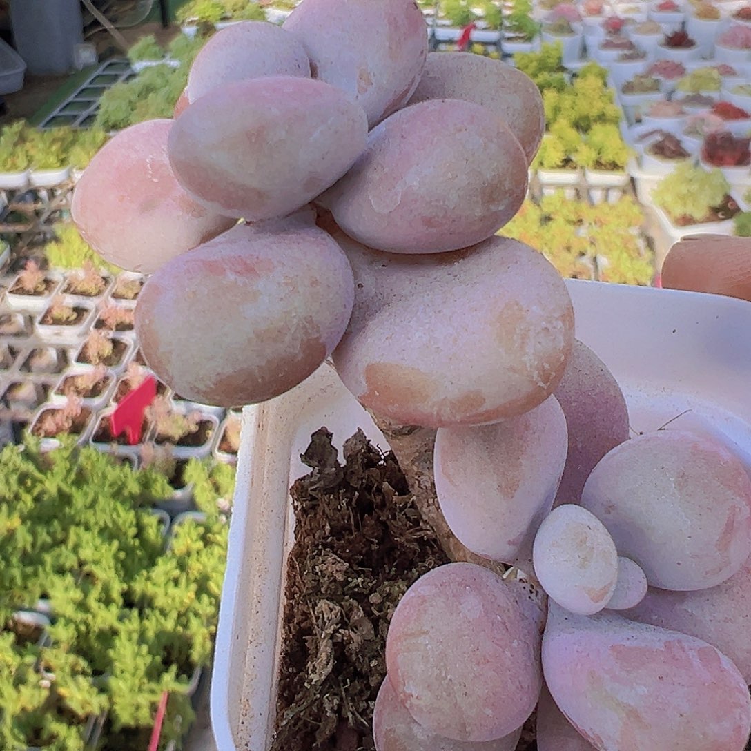 老桩桃蛋19包邮多肉