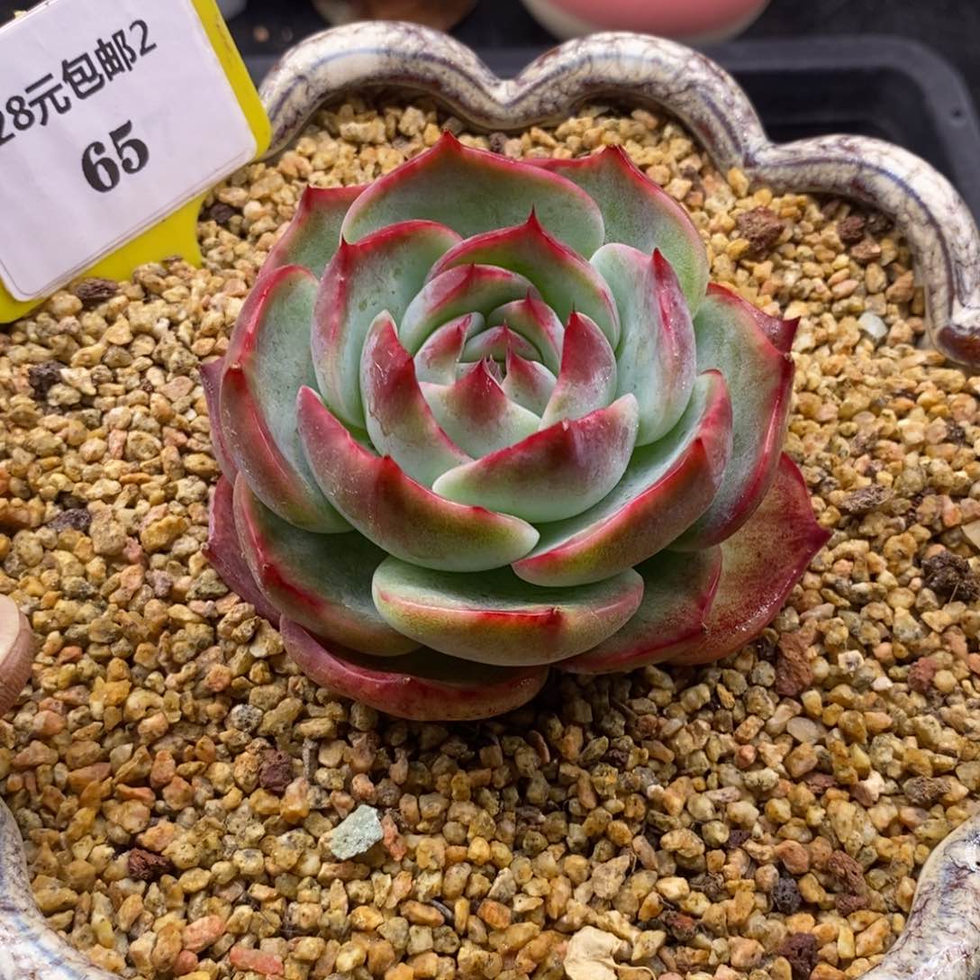 265惊鸿仙子精控多肉植物