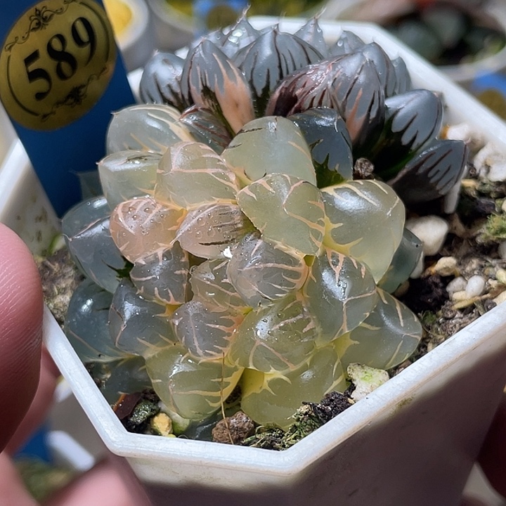 589双头糊斑水中月锦特选福利