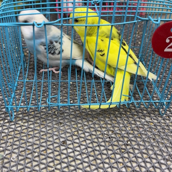 懂***在虎皮鹦鹉虎皮大头鹦鹉