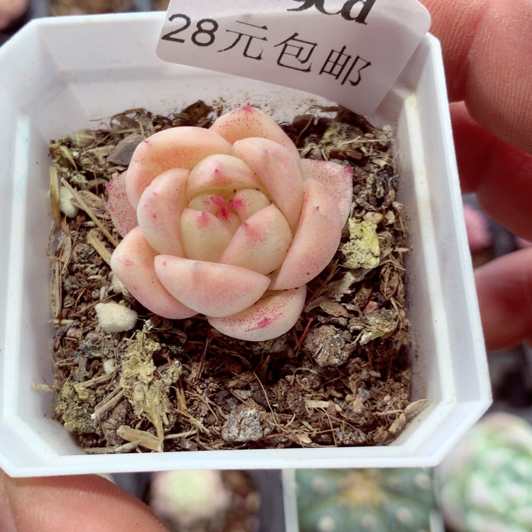 5厘米盆精控多肉4989