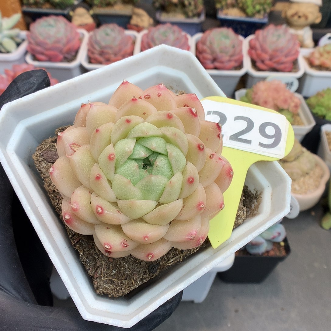 229 包子脸麦杆多肉