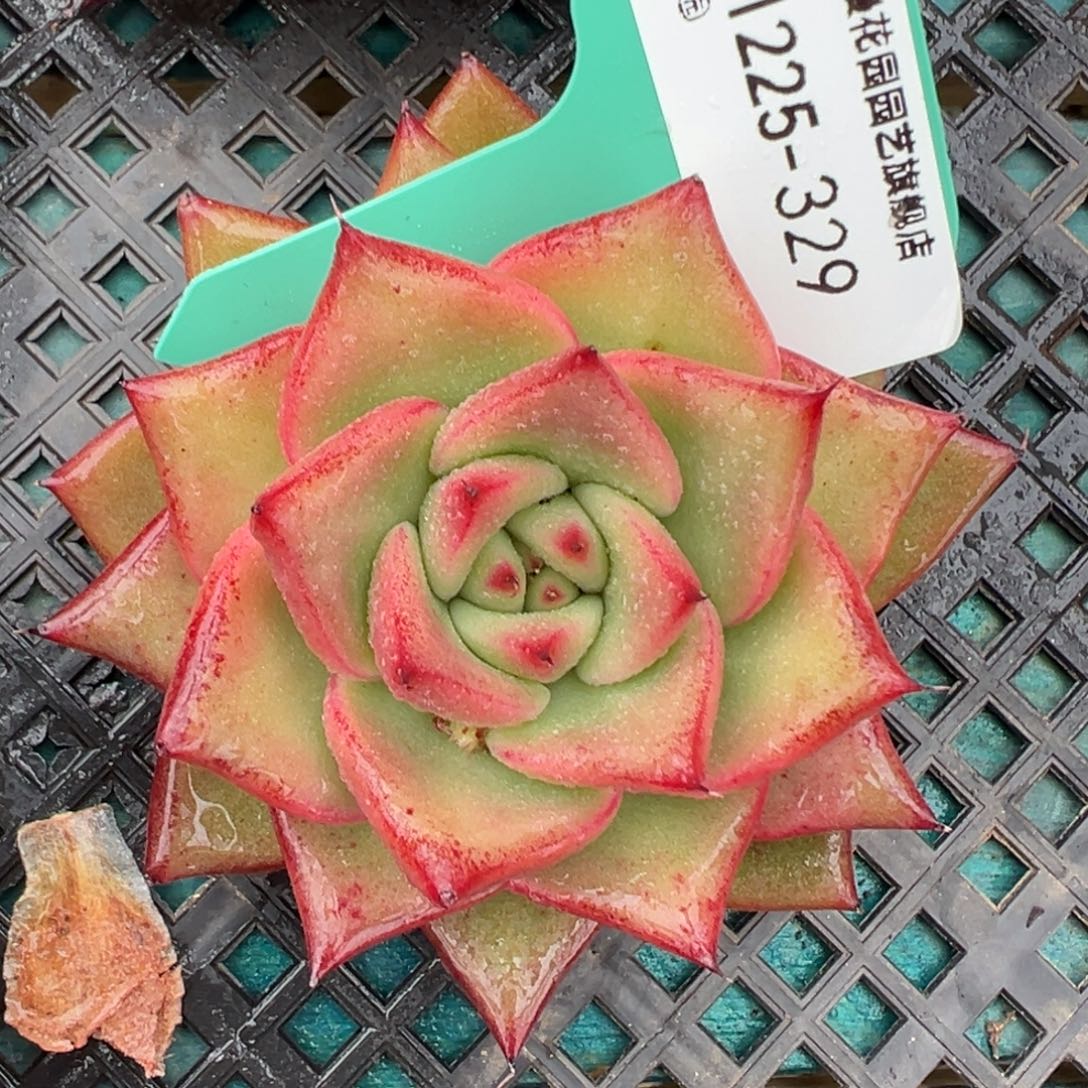 从前慢花园多肉编号1225-329