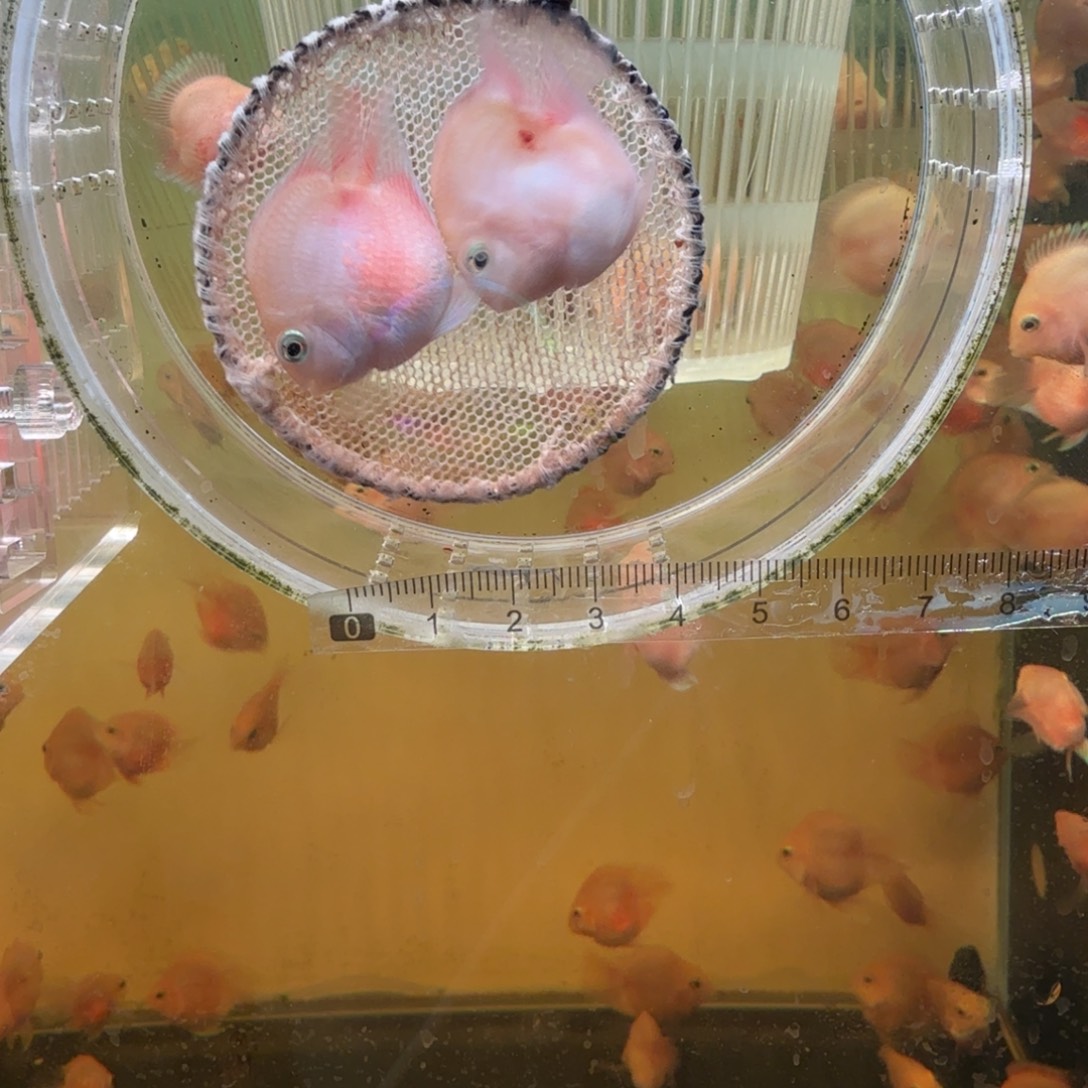 鹦鹉鱼胭脂粉一对