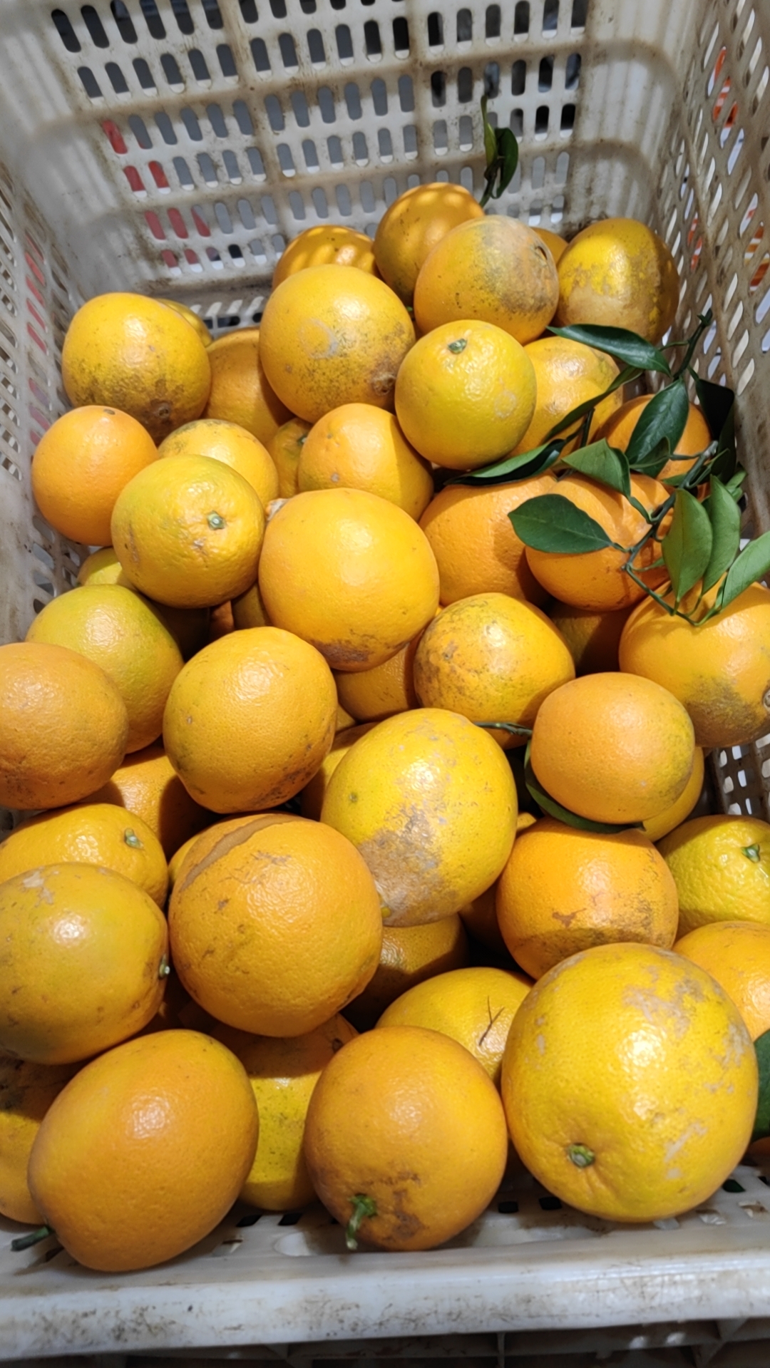 花皮果花皮果20斤装正宗赣南脐橙新鲜果园现摘现发安远县发货