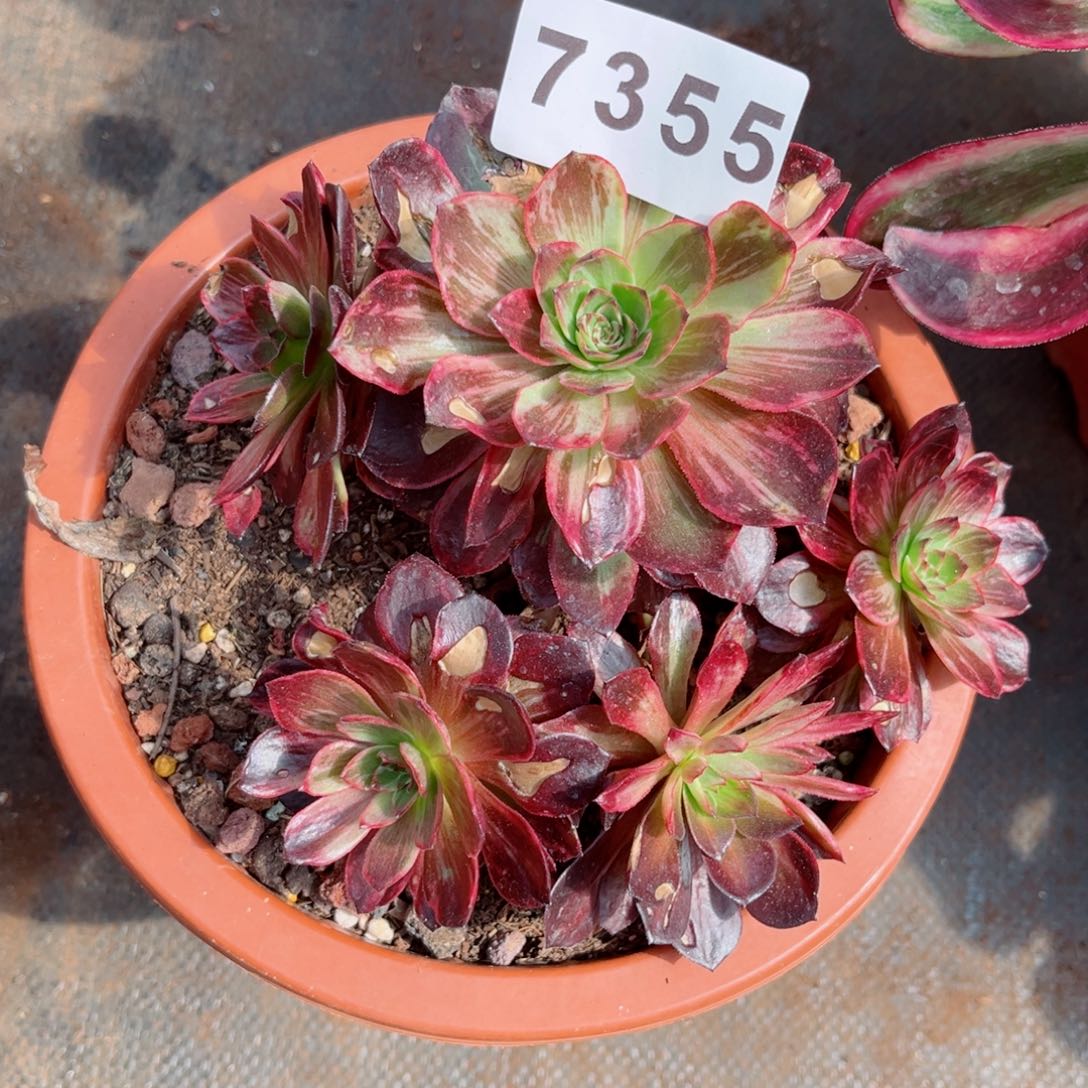 举***月半夏多肉发货发货