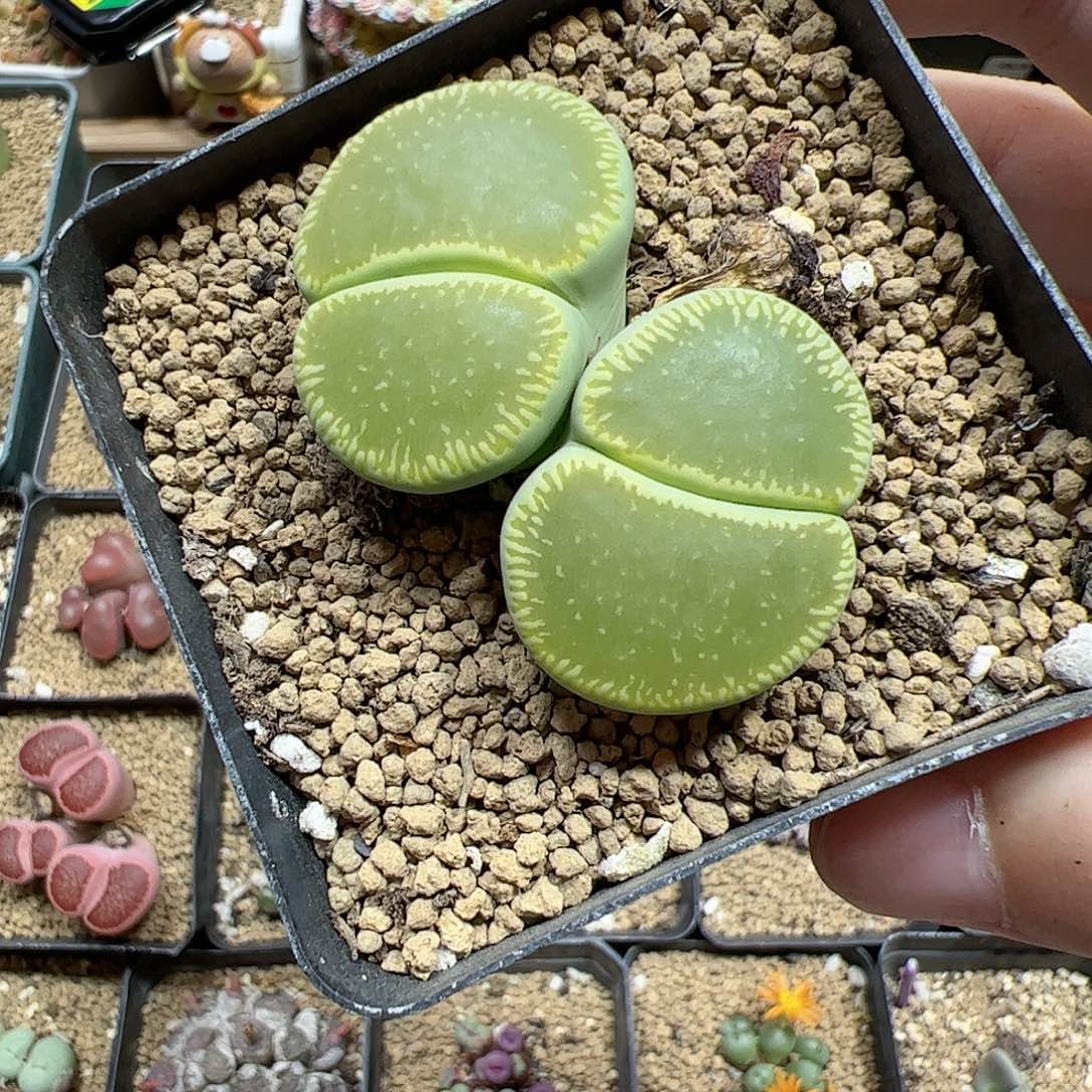 【闪购商品】337 绿光阳