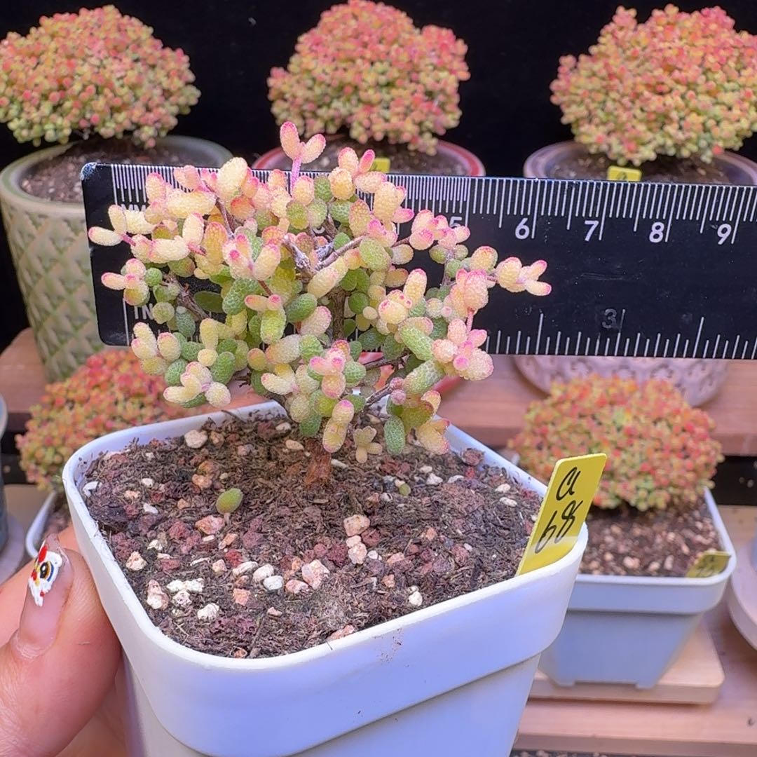 a68号假飞机猪冠服6厘米左右