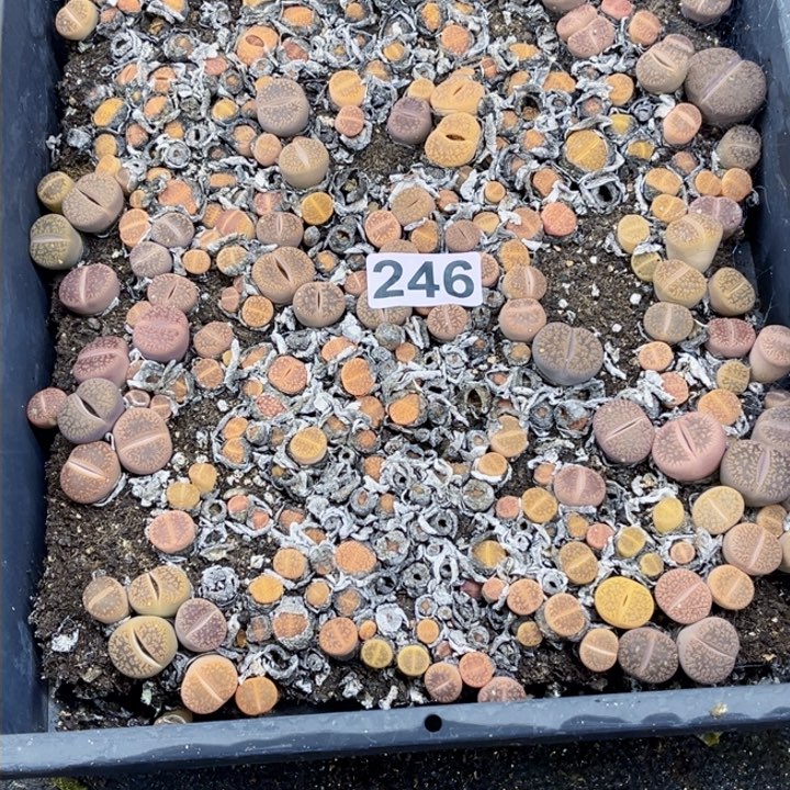 246 生石花一物一图如图带盆