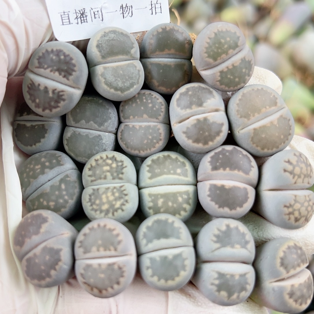8467 好养易活生石花大母本19个