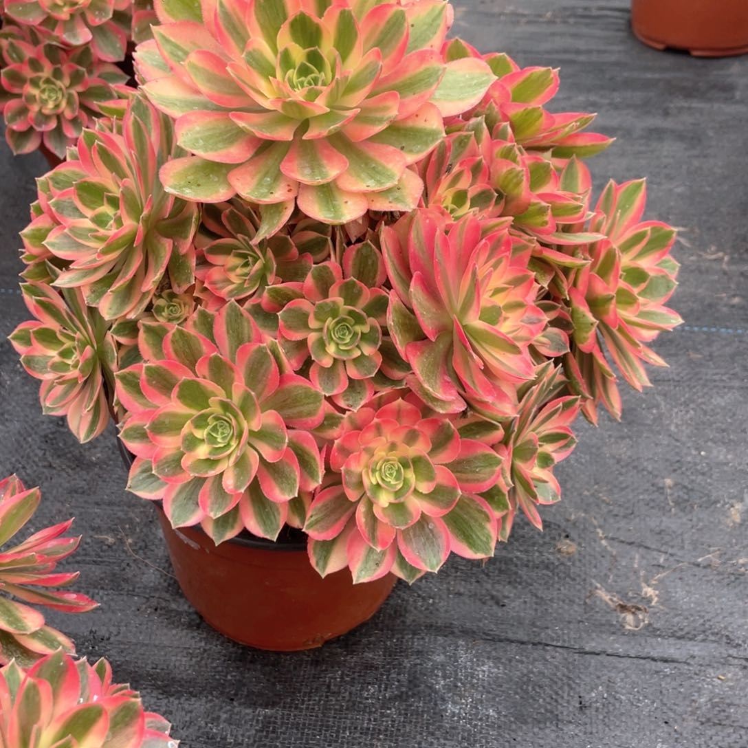 粉女巫老桩手捧802