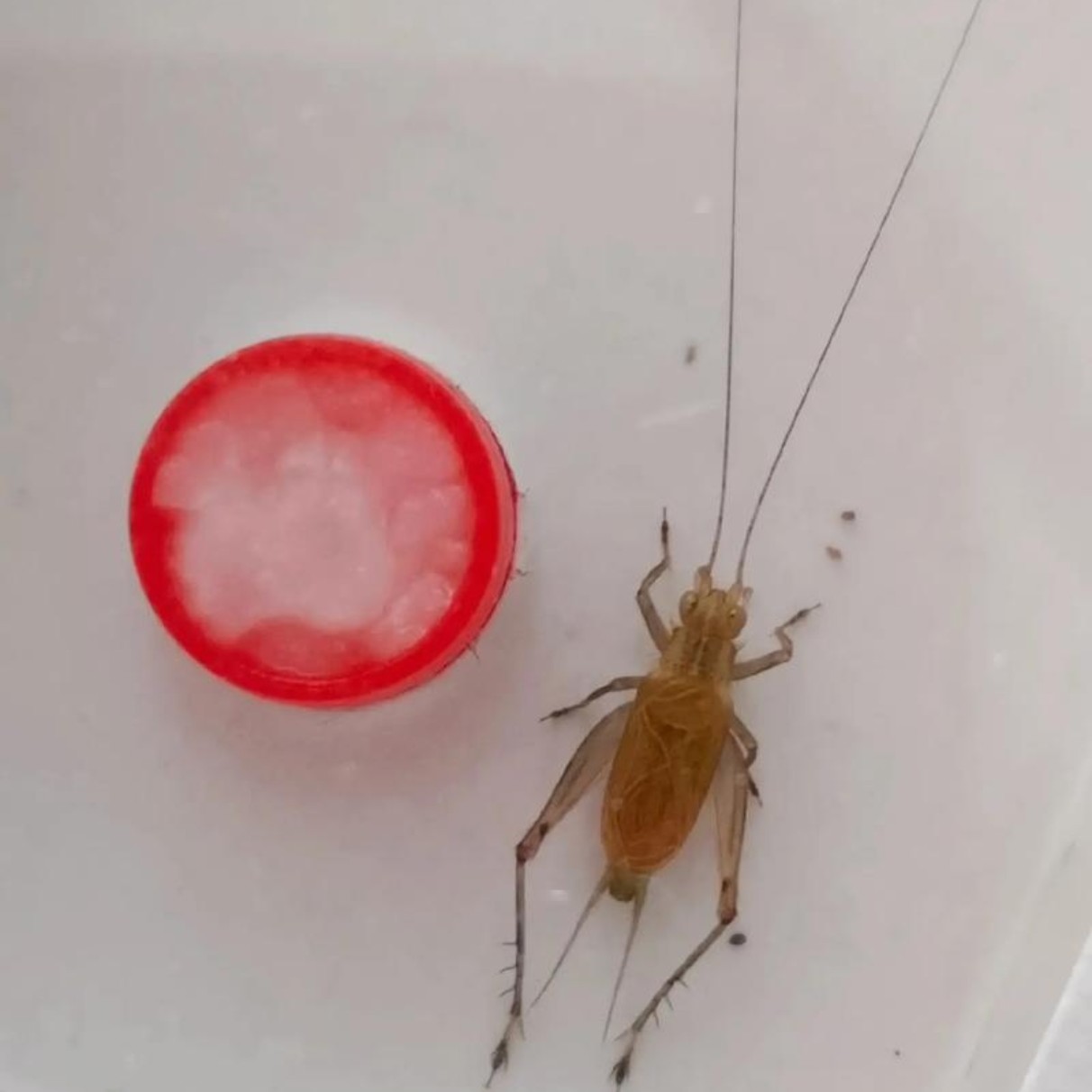 大黄蛉安徽直发 野生大黄蛉爬宠活虫叫声好听日夜皆鸣