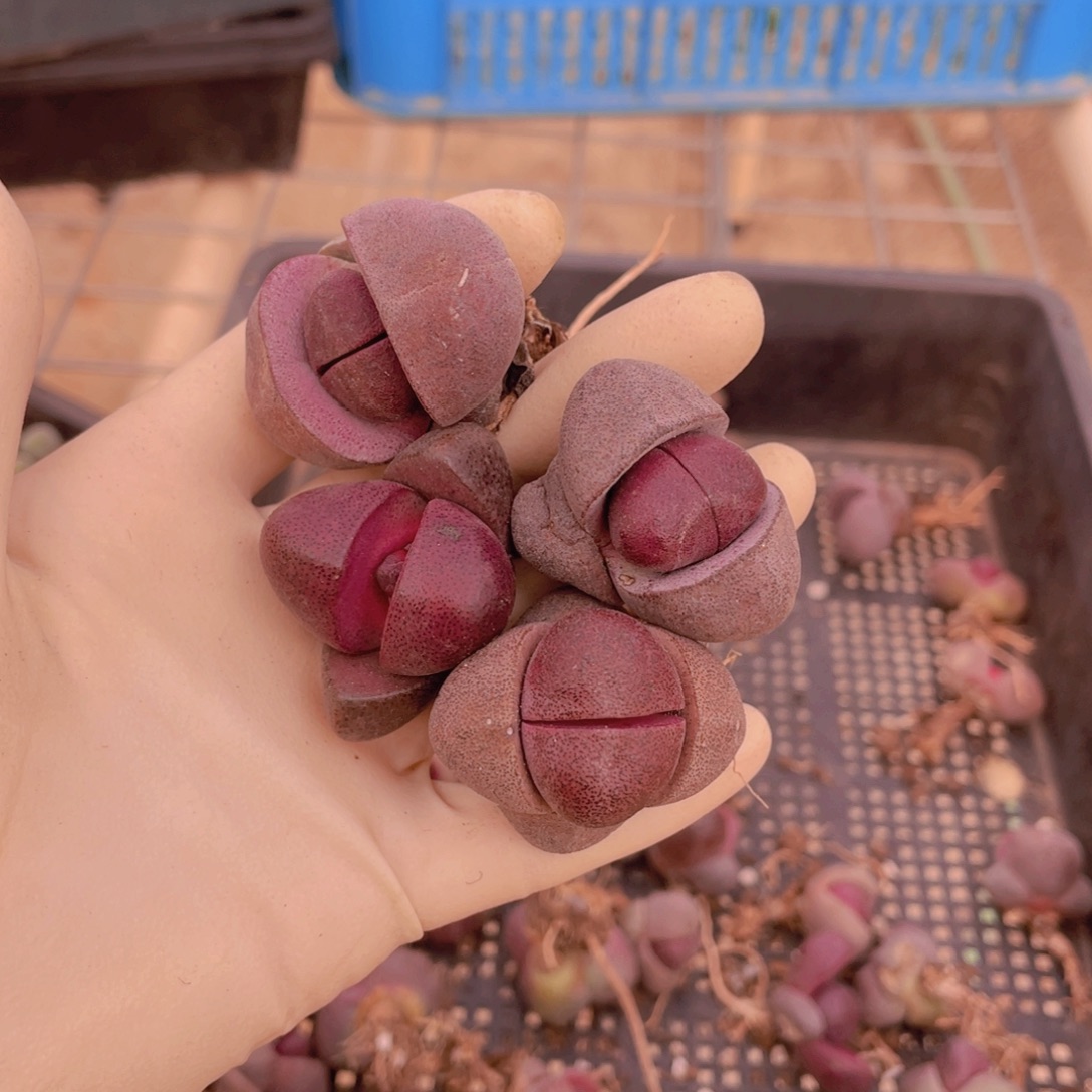 4颗紫元宝88888888888