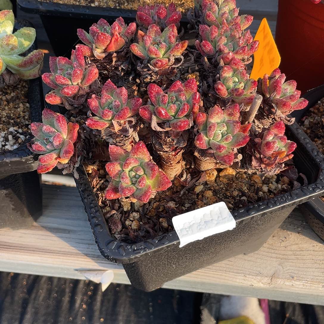 晨溪园艺仙女杯呀