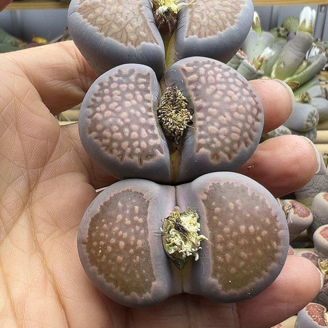 ✨***?2818超级福利炸111111111