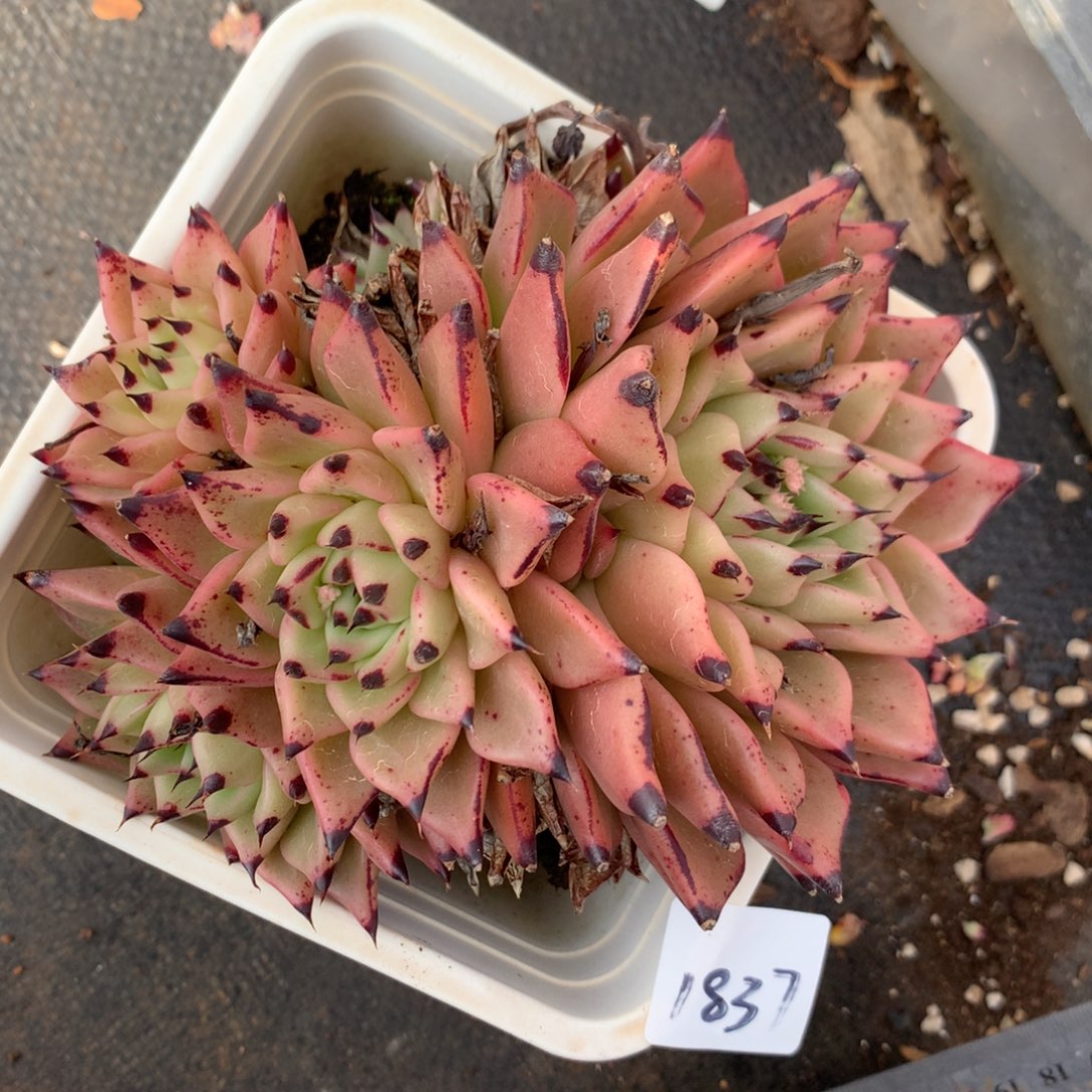 1837杂交多肉老桩