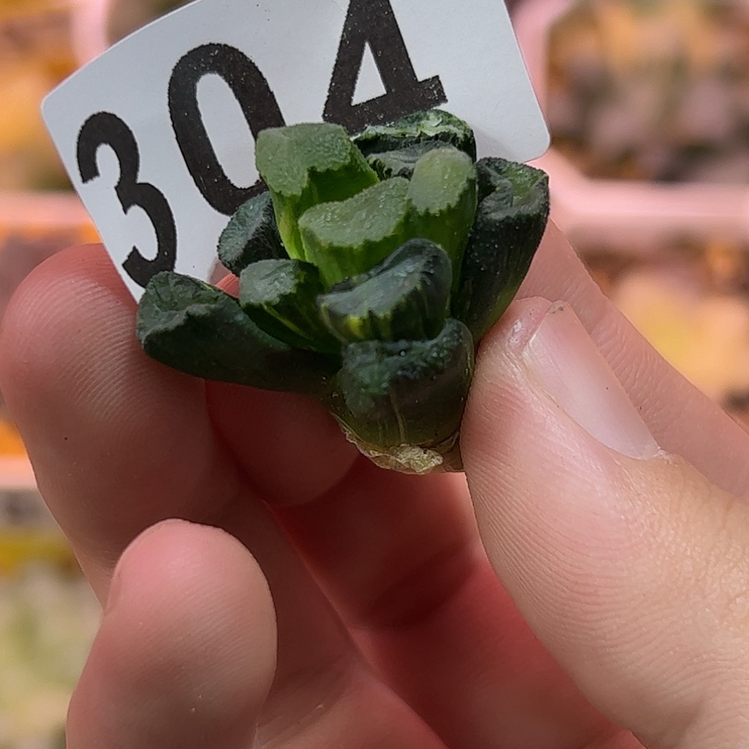 红红火火恍恍惚惚