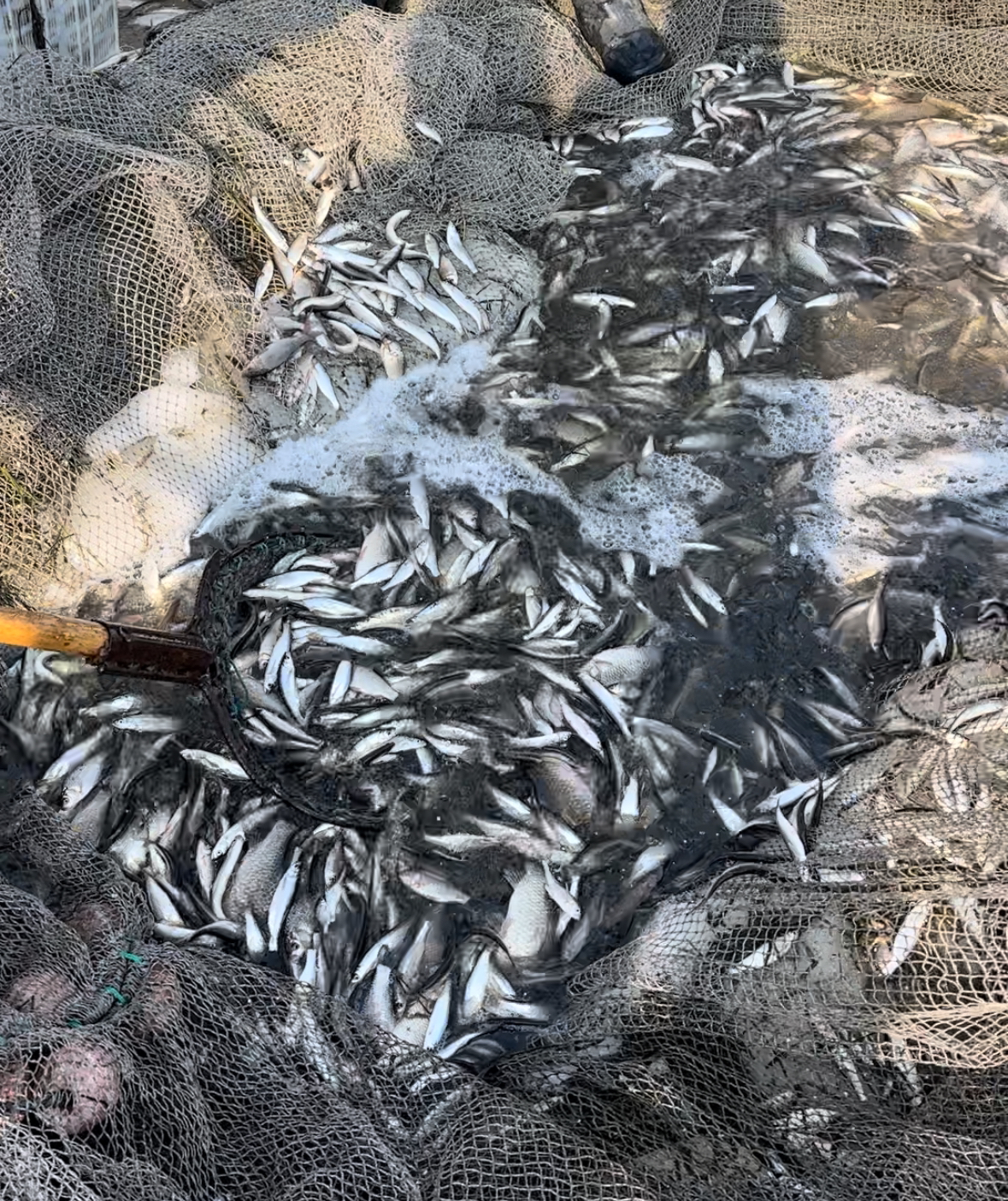 东北嫩江野生杂鱼混装冷链包邮5斤装