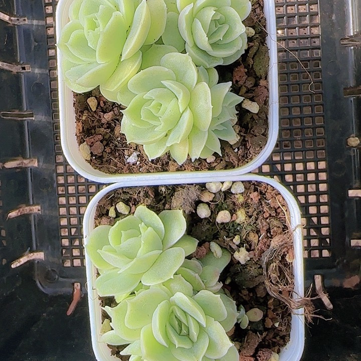 南*花时光精品多肉26