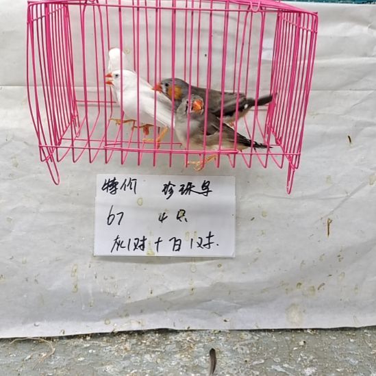 珍珠鸟成年，灰一对+白一对