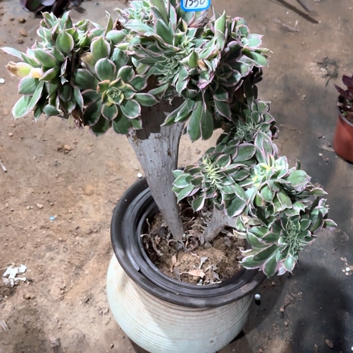 灿烂缀1550法师多肉