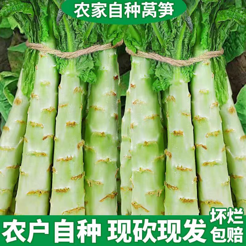莴笋新鲜当季农家自种现挖露天高山蔬菜香青笋凤尾笋绿心莴苣包邮