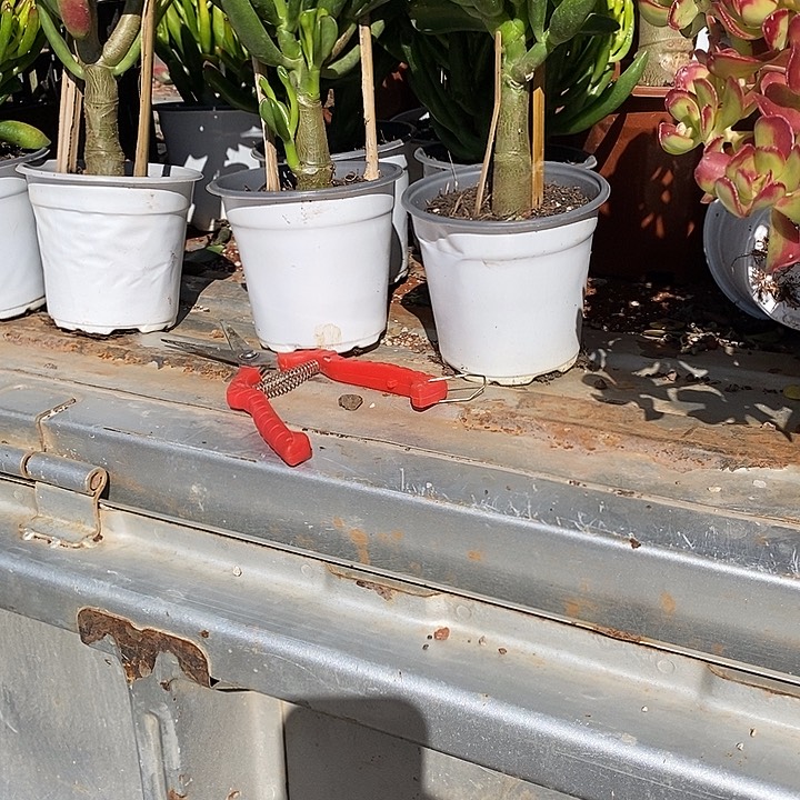 杨小小多肉鸡，红花叶摇钱树