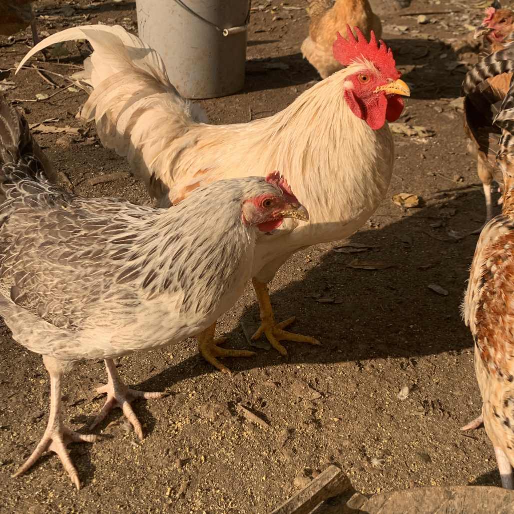 花柴公鸡母鸡现场挑选（以直播间为准）