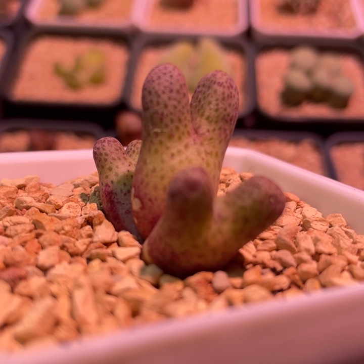 955d斑马植物一物一拍