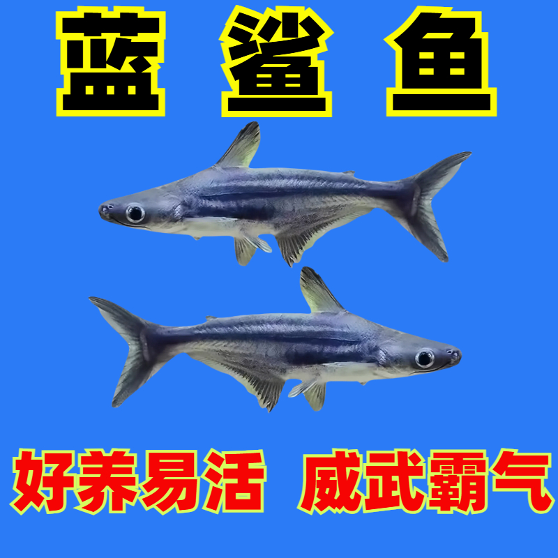 淡水小蓝鲨白化鲨蓝虎鲨观赏鱼热带鱼银龙配鱼包邮