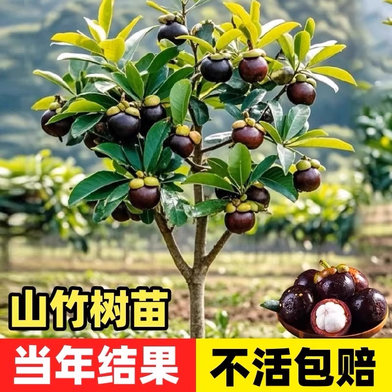 山竹树苗 一物一拍