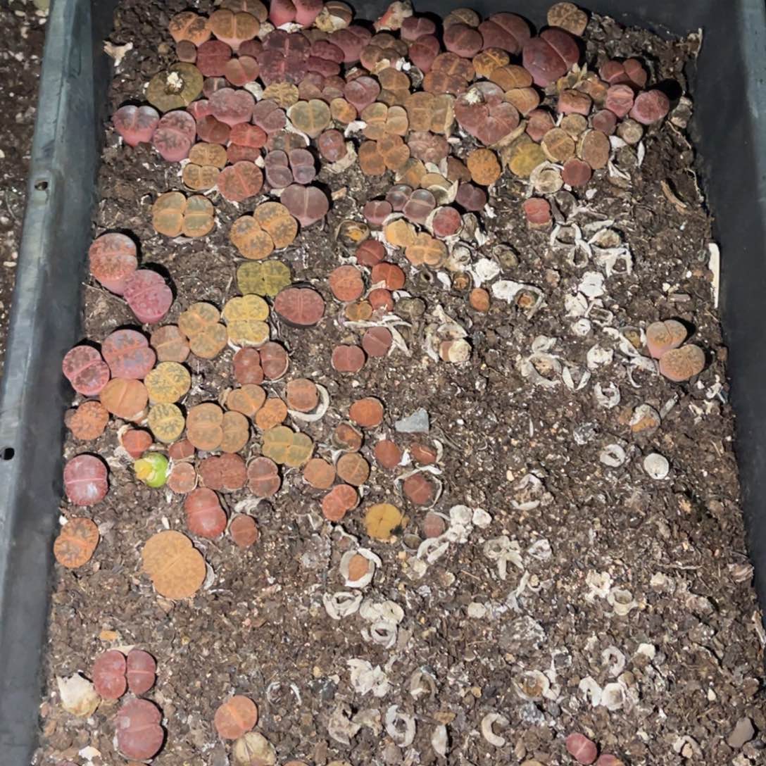 暖***木4509福利筐1不售后