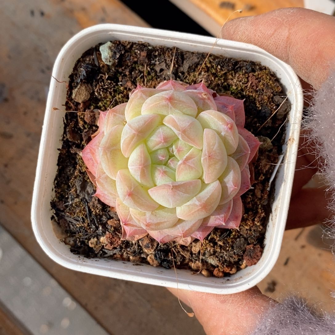 精品多肉一物一拍不包整518