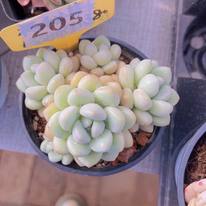 健健康康平平安安