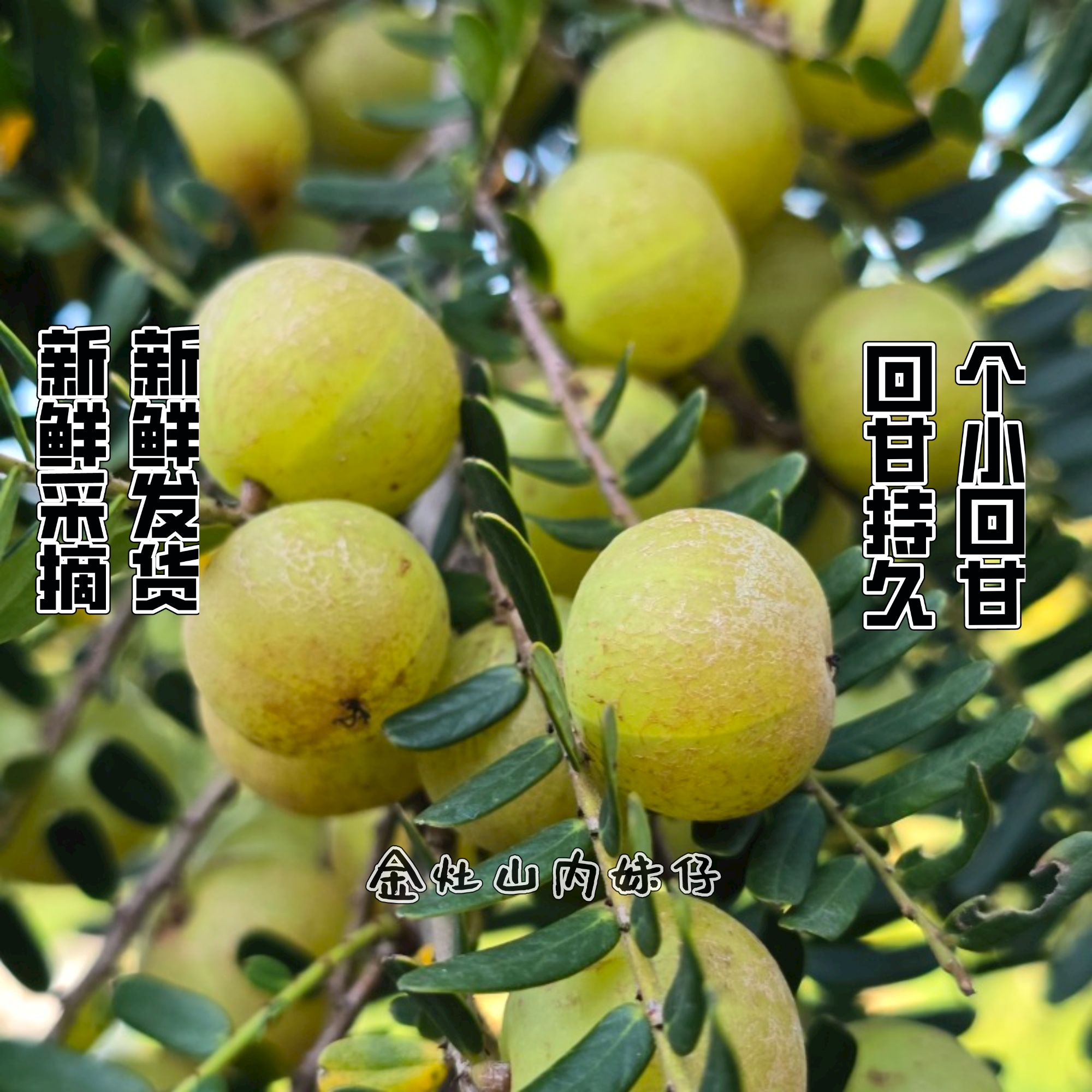 潮汕高山种植赤皮油柑 新鲜油甘果 原汁原味生吃回甘孕妇水果1斤