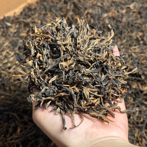 1999年景迈老生茶 兰花香花果香山野气韵足生津茶气刚猛回甘 散茶