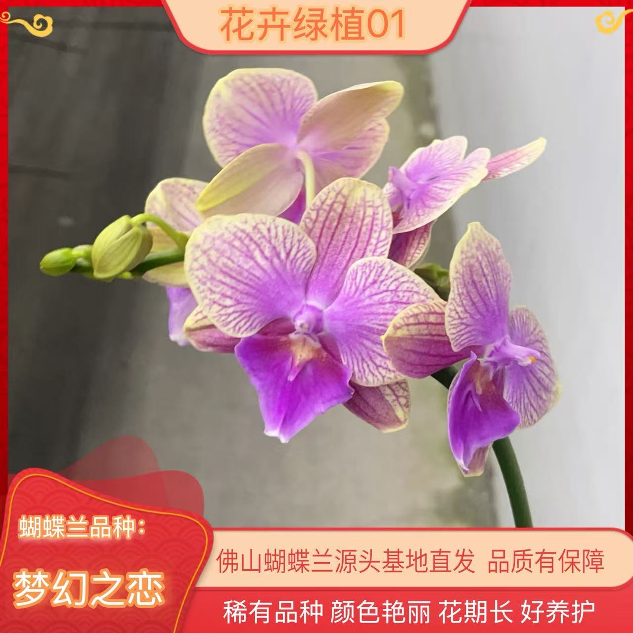 【梦幻之恋01】高端精品蝴蝶兰室内盆栽/家庭花卉/办公室桌台花