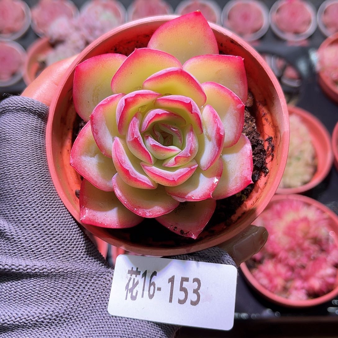 花16-153晨露单头