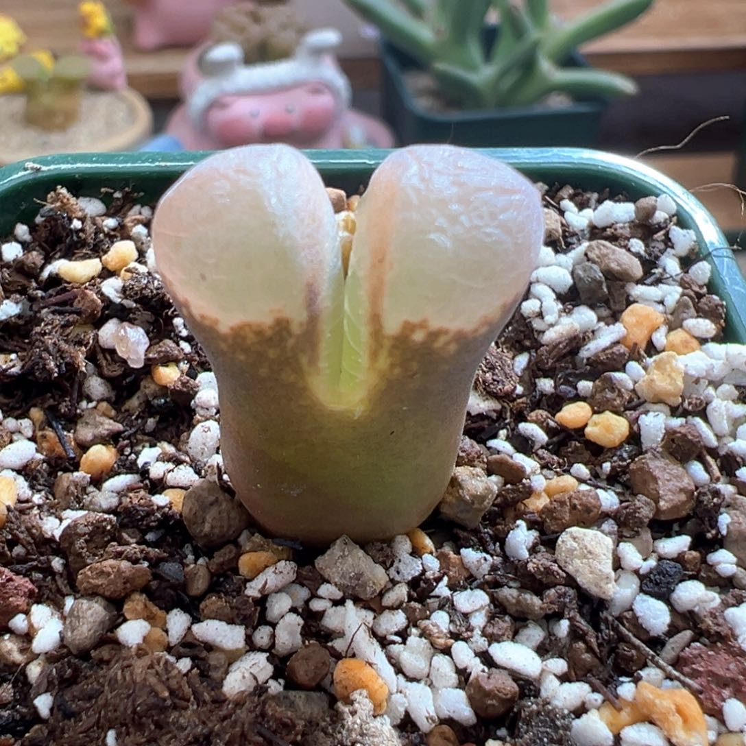 425优选1089鲑鱼粉两年半