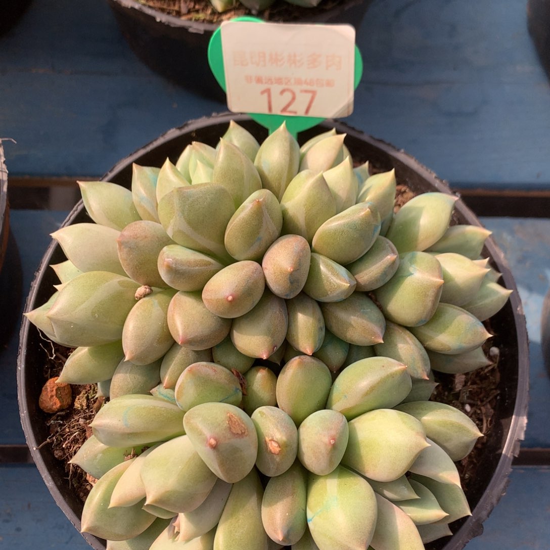 红象牙矮桩平头127