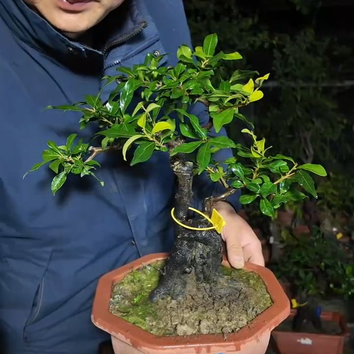 无花朵嫁接两刀金弹子