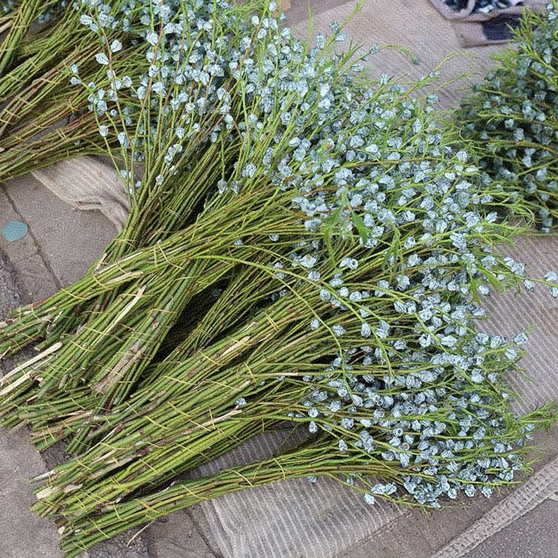 【大把保120个果】新果新鲜尤加利果可风干成干花简约风插花装饰