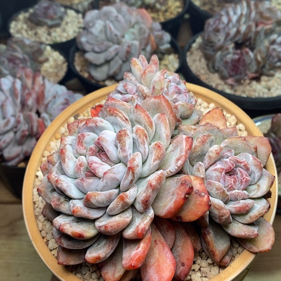 小***芙石化四头哈哈哈哈哈