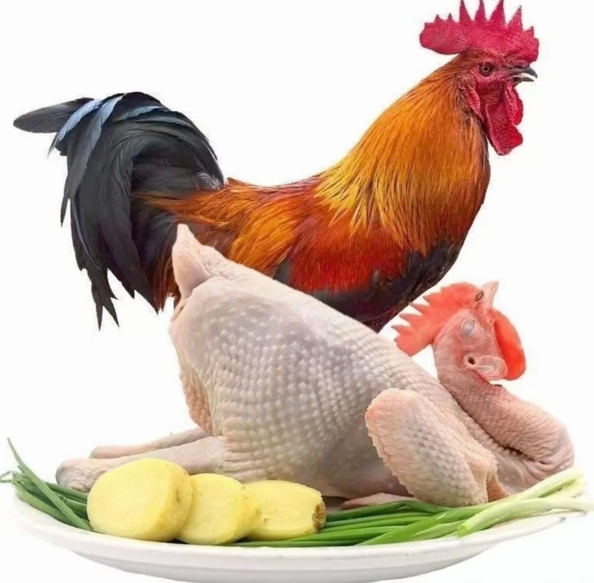 林下散养走地鸡冠红毛亮镰刀尾 主食玉米碎 现抓现杀 京东包邮