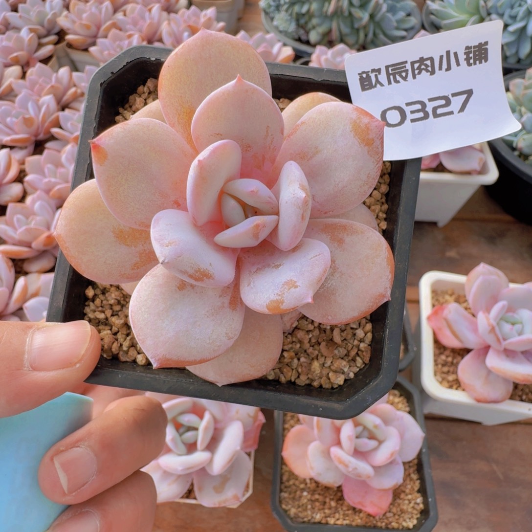 多肉植物奶茶单头0327